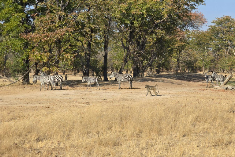 Livingstone: Game Drive And Rhino Walk Experience