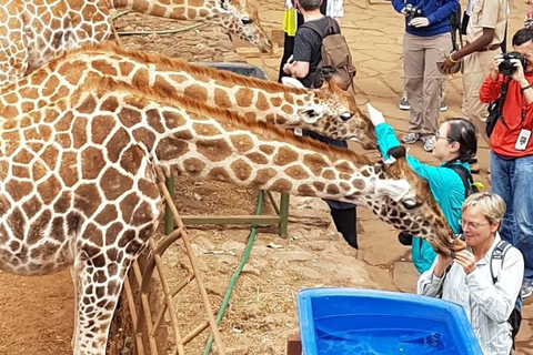 Nairobi: Nationaal Park, Olifantenweeshuis &amp; Giraffencentrum