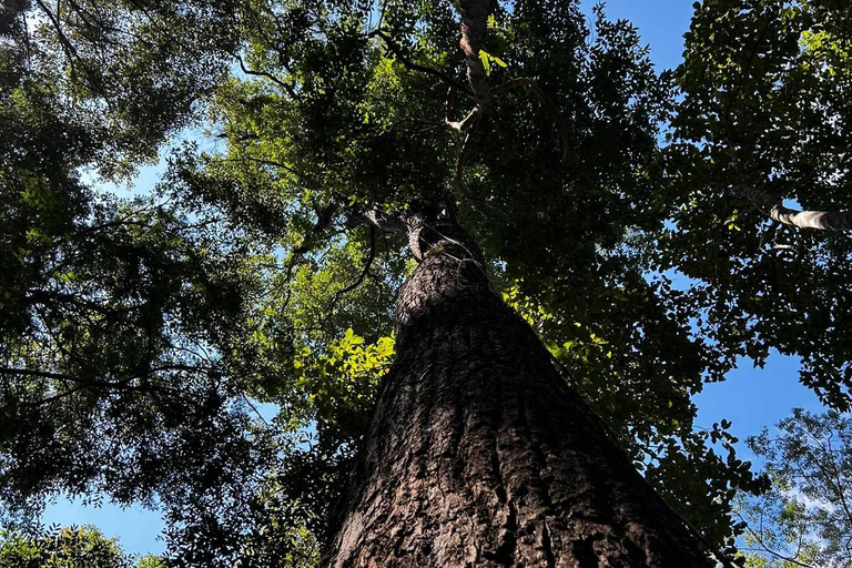 Från Chiang Mai: Vandringstur till Doi Saket med lunch