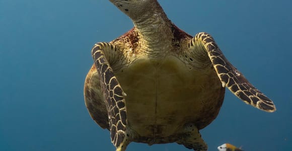 Turtle Quest: Swim alongside sea turtles in Tahiti