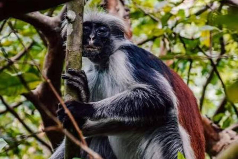 Spice Farm, Jozani Forest Red Colobus Monkeys & Salaam Cave Private Tour with Hotel Transfer (Entry Fees Not Included)