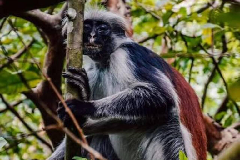 Spice Farm, Jozani Forest Red Colobus Monkeys & Salaam Cave Private Tour with Hotel Transfer (Entry Fees Not Included)