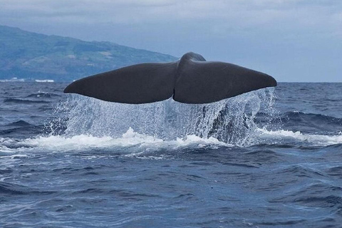 Osservazione di balene e delfini nel picco massimo di attivitàOsservazione di balene e delfini dalle Azzorre