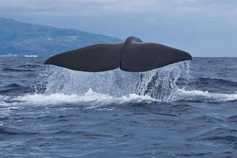 Beobachtung von Walen und Delfinen auf der Insel Pico. Foto: GetYourGuide