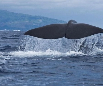 Observation of whales and dolphins in island Pico