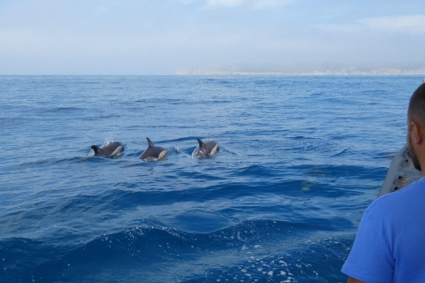 Delfinbeobachtung im Arrábida Naturpark
