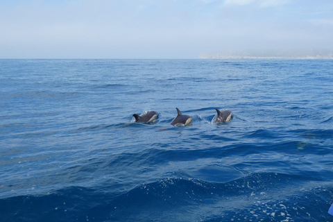 Delfinbeobachtung im Arrábida Naturpark