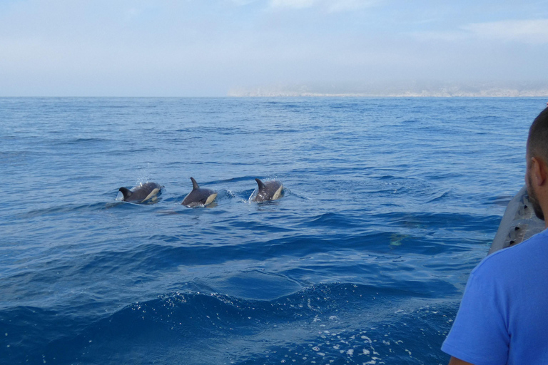 Sesimbra: Tour in barca per l&#039;osservazione dei delfini di Arrábida con biologoSesimbra: Tour in barca con biologo per l&#039;osservazione dei delfini di Arrábida