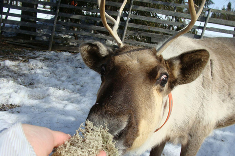 Rovaniemi: Aldeia do Pai Natal + Passeio de trenó puxado por huskies e renas