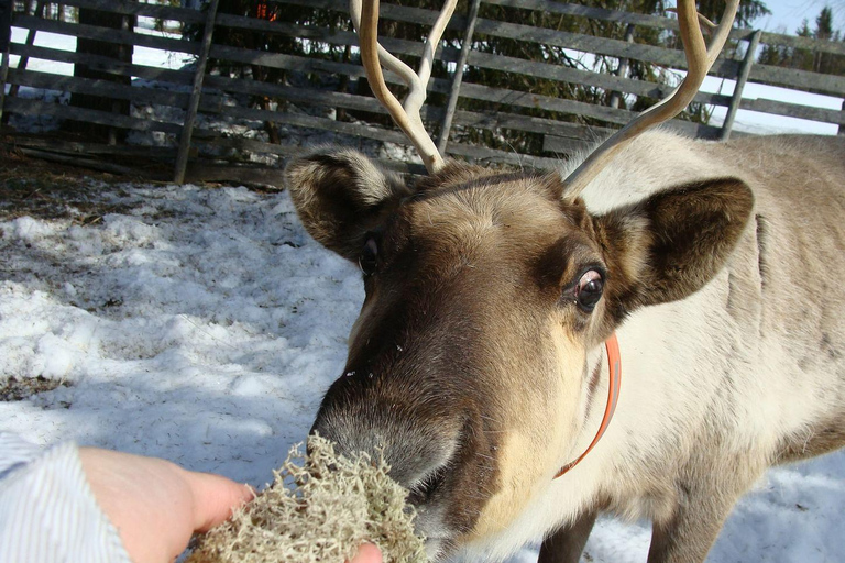 Au départ de Rovaniemi : visite d&#039;une ferme de rennes avec promenade en traîneau