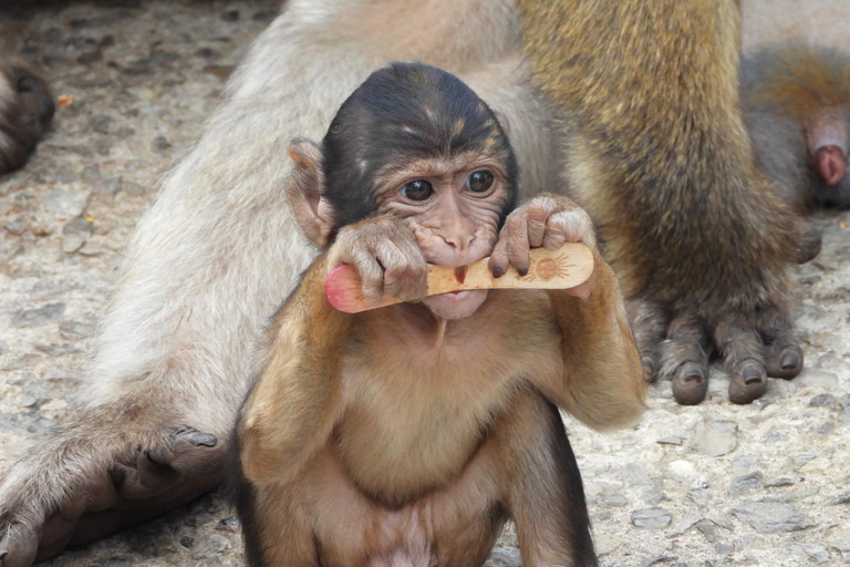 From Cadiz Bay: Gibraltar Day Trip with Rock Tour