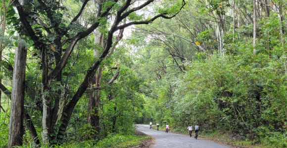 E-BIKE Honolulu Rainforest: 10 Meilen des Lächelns mit epischen Aussichten