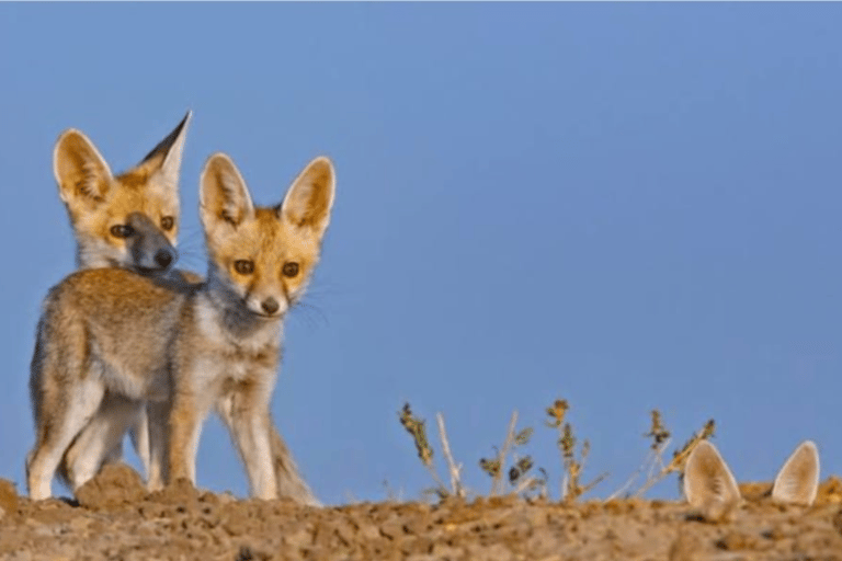 Half-Day Desert Walking Tour in Jodhpur Rajasthan With Sumer Half-Day Desert Walking Tour in Jodhpur Rajasthan With Sumer