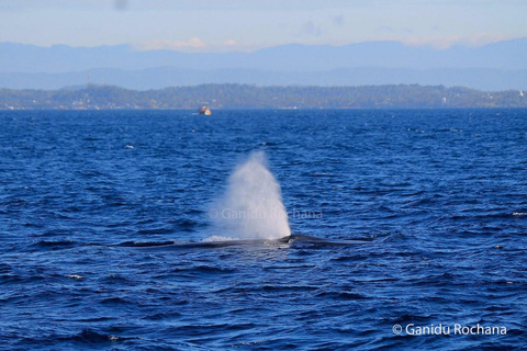 Mirissa: Whale & Dolphin Watching with Pickup & Breakfast Include Entry Ticket