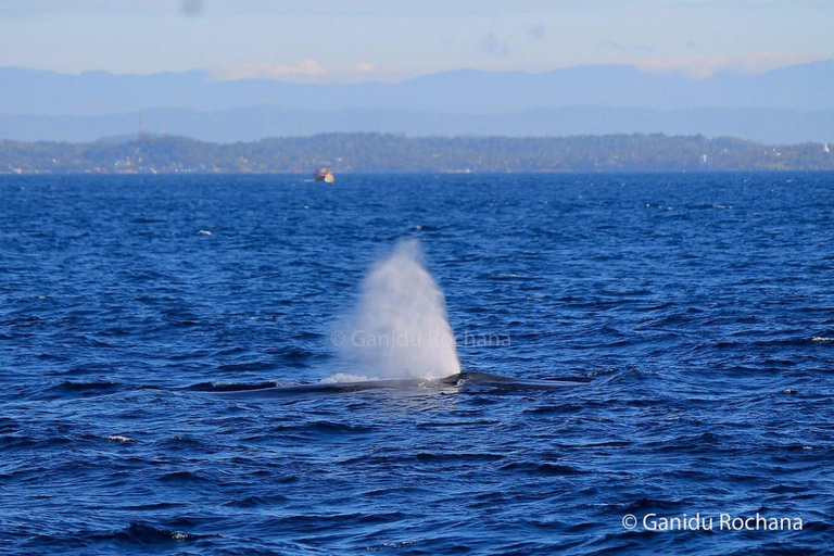 Mirissa: Whale & Dolphin Watching with Pickup & Breakfast Include Entry Ticket