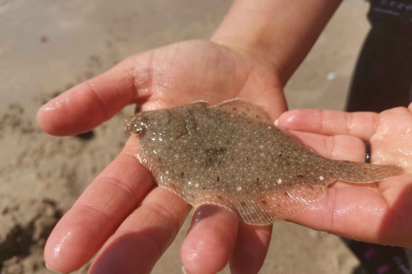 Zeeland Strand safari met sleepnet NL/DE