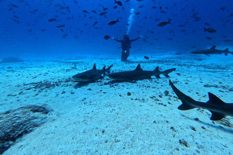 3-Day All-Inclusive Galápagos Tour by CIG Tours