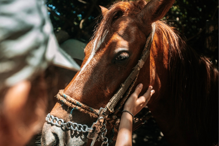 Santa Marta: Horseback Riding to the Valencia Waterfalls in Tayrona National Park