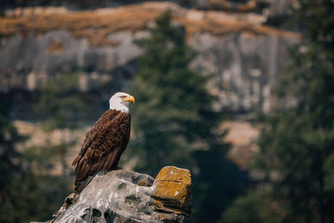 Nanaimo: Whale Watching Open Boat Tour Nanaimo: Whale Watching in an Open Boat