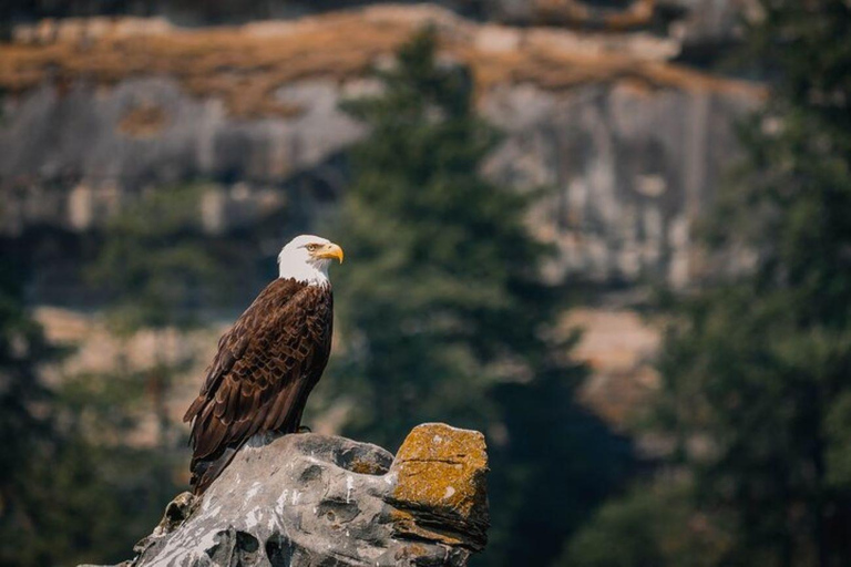 Nanaimo: Whale Watching Open Boat Tour Nanaimo: Whale Watching in an Open Boat