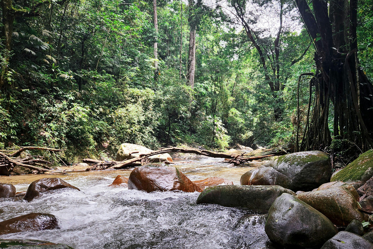 Medellín: Jungle Trekking, Waterfall Swim, & Coffee Tour