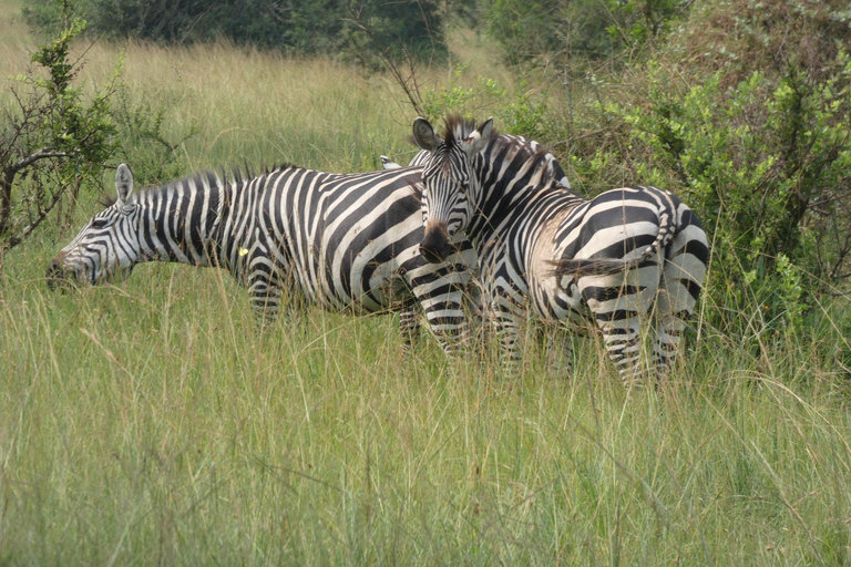 Safari de 2 días al Parque Nacional del Lago Mburo desde Entebbe/Kampala.