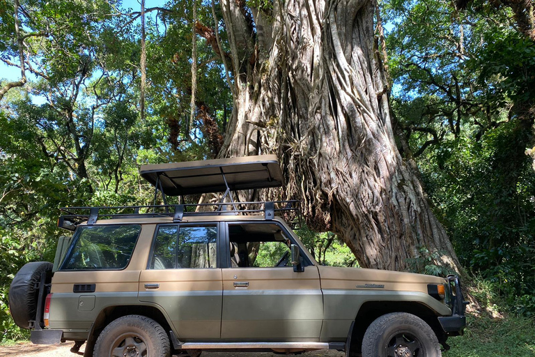 Excursão a pé de um dia para fazer um safári no Parque Nacional de Arusha