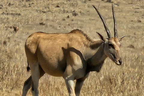 Rhino and Lion Park (Safari) and Cradle (Maropeng Museum)Private Tour