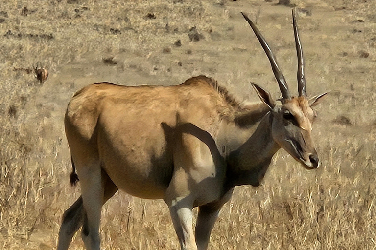 Rhino and Lion Park (Safari) and Cradle (Maropeng Museum)Private Tour