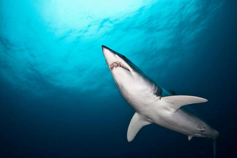 Ciudad del Cabo: Buceo en jaula de tiburones con comida y bebida