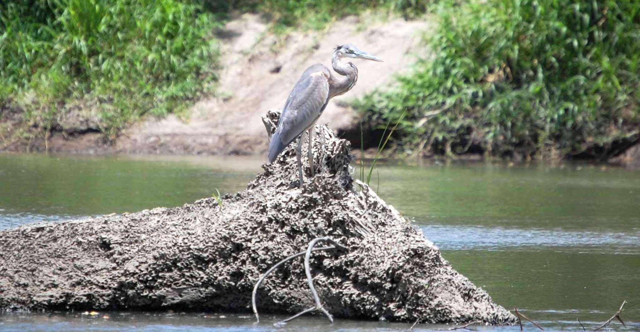 visite de safari palo verde - Hizvo