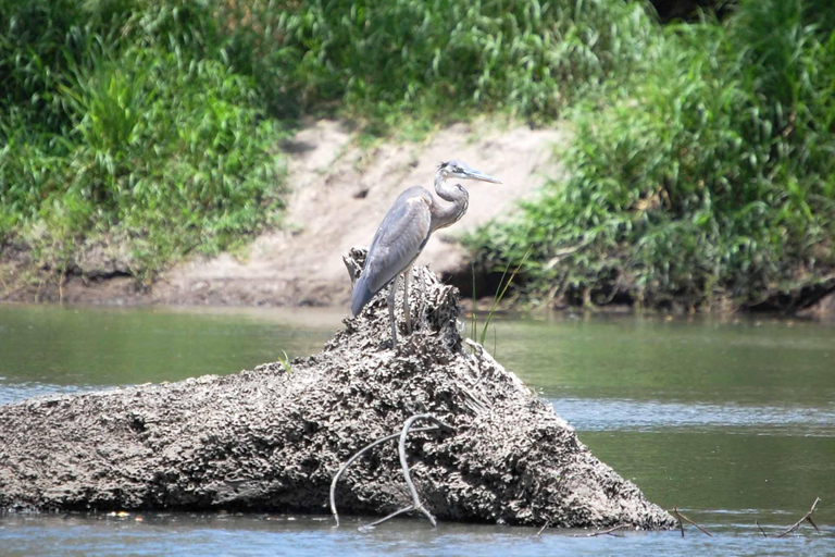 safari au palo verde