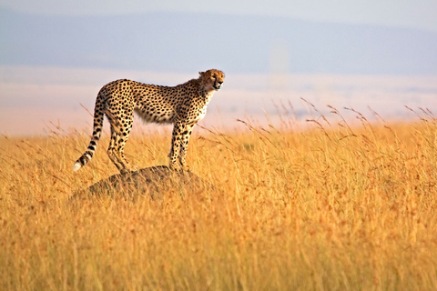 3 jours de safari budget dans le Masai Mara