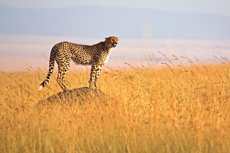 3 dias de safari econômico em Masai Mara