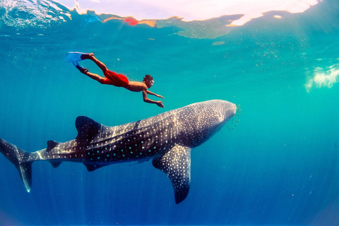 7 Days Coron Wanders Escape Islands Hopping & Wildlife Tour