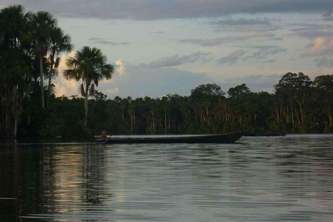 Depuis Tambopata : Randonnée dans la jungle amazonienne et lac Sandoval 1 jour