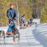 Levi Polar Lights Tours, Path of the Gnome Husky Safari 15km - Housity