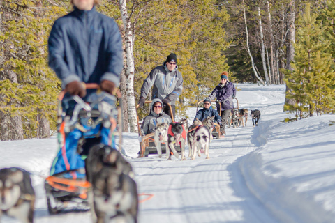 Levi: Podążaj za elfami - Jednodniowe husky safariPodążaj za elfami - jednodniowe husky safari