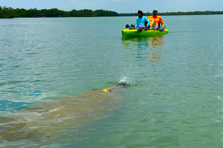 Bonita Springs: Kayak Tour with Manatees, Dolphins Sightings
