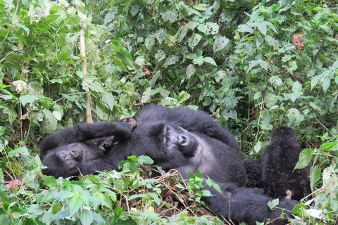 Uganda: Gorilla Trekking and Walking Safari 6-Day Tour