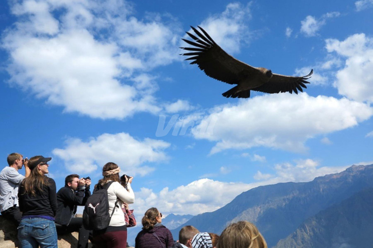 From Arequipa: Colca Canyon Full Day + thermal waters