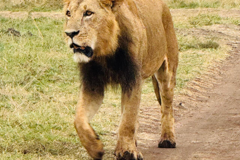 Nairobi National Park Half-Day Guided Safari (4–5 Hours) Nairobi National Park Half-Day Shared Guided Safari