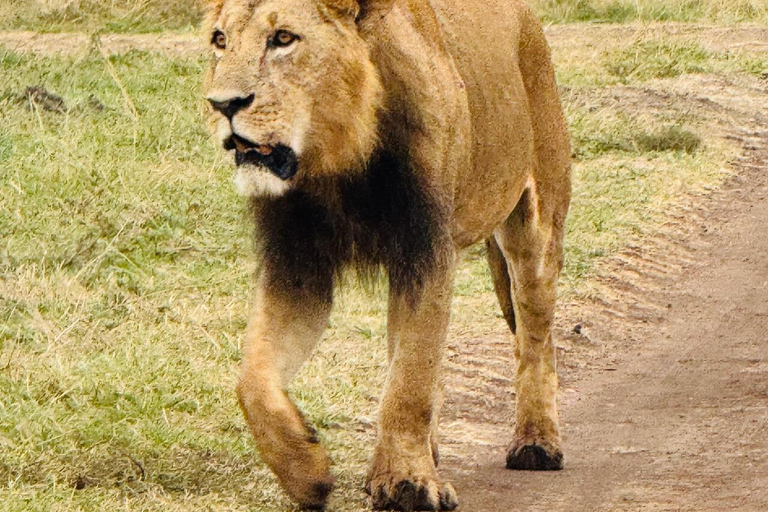 Nairobi National Park Half-Day Guided Safari (4–5 Hours) Nairobi National Park Half-Day Shared Guided Safari