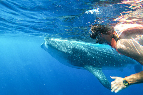 Aventura con el tiburón ballena desde Isla Mujeres