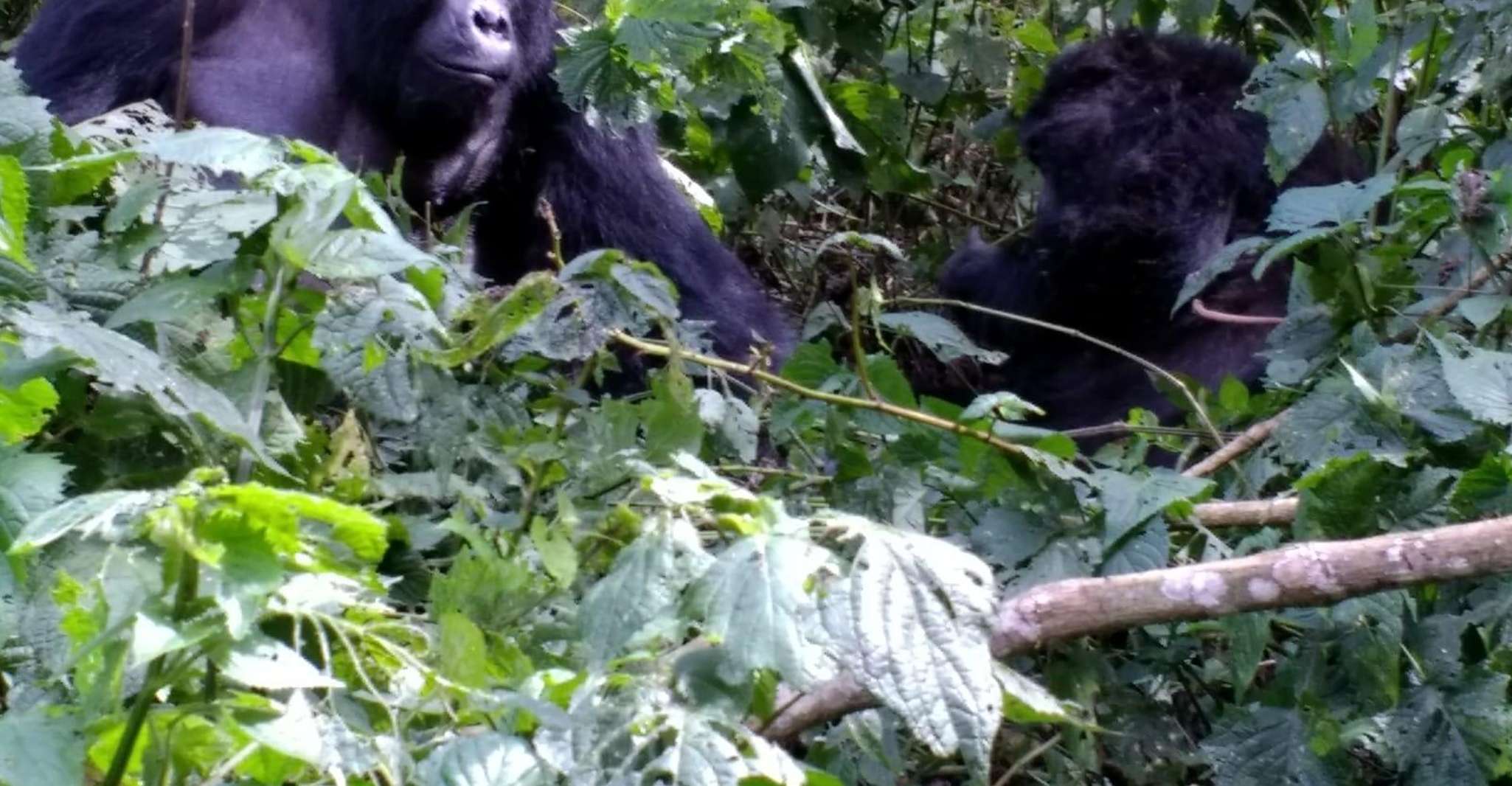 15-Day Escape to Uganda See Nature, Wildlife, Culture - Housity