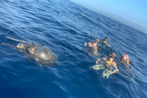 Puerto Escondido: Bootstour zu Delfinen und MeerestierenPrivate Tour