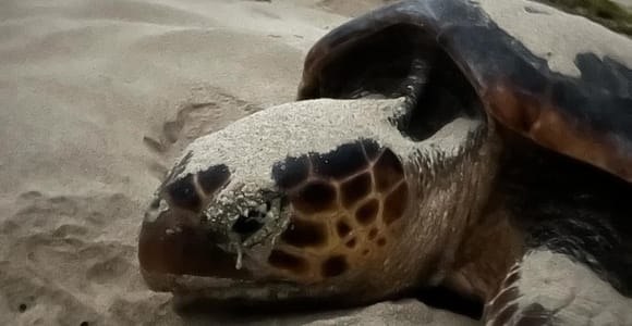Sea turtle watching tour on Sal Island