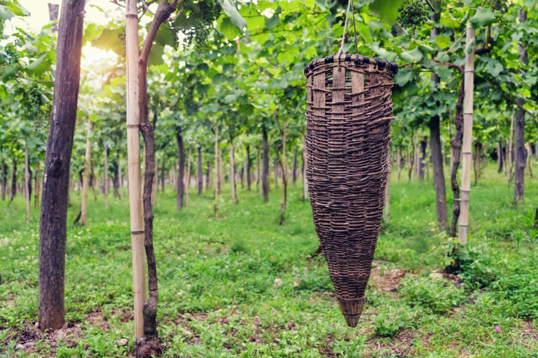 Kachetien Wein Tour - Entdecke die Kunst der Kvevri Weinherstellung