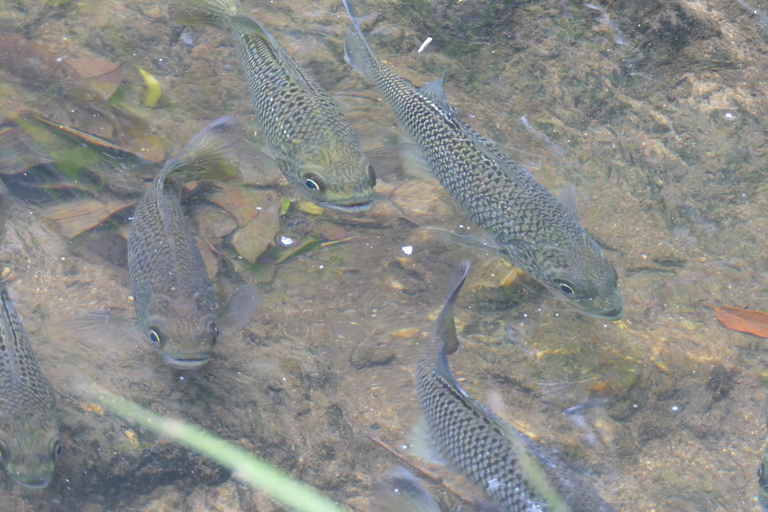 Daintree waters tour, all terrain vehicles and light lunch.