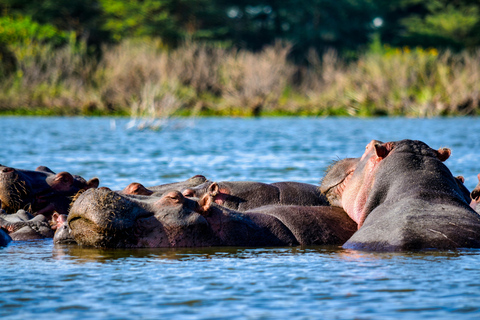 Mara Majesty & Nakuru Splendor – 4-Day Wildlife Safari